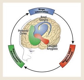 Addiction cycle stages and associated brain regions. Source: Adapted from U.S. Department of Health and Human Services, Office of the Surgeon General. Facing Addiction in America: The Surgeon General's Report on Alcohol, Drugs, and Health. Washington, DC: U.S. Department of Health and Human Services; November 2016.