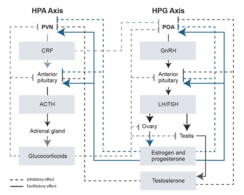 The HPG axis is the neuroendocrine axis, the HPA axis is the neuroendocrine axis