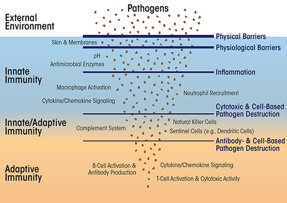 Overview of the immune system