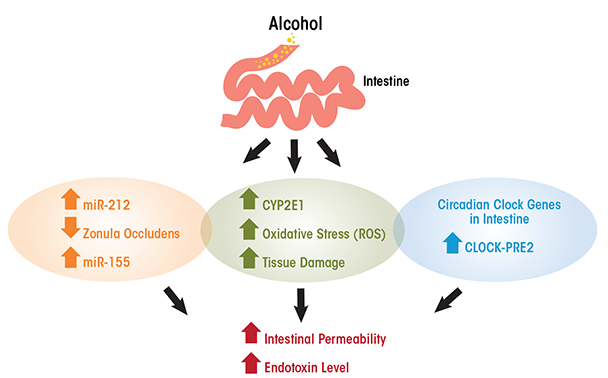 Alcohol use increases intestinal permeability and endotoxin levels.