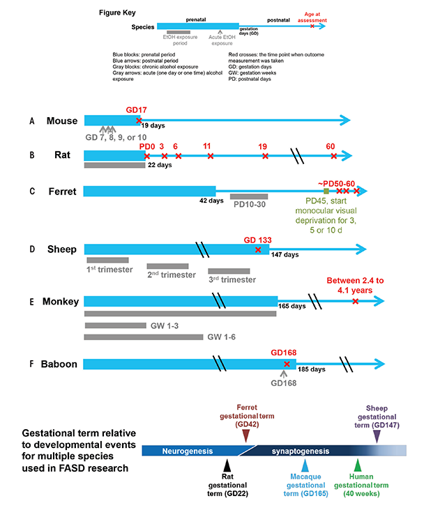 Timing schemes of popular animal models for FASD research.