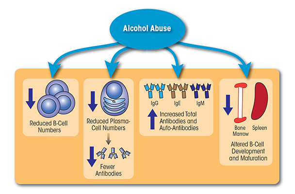 Alcohol abuse impairs both the number and function of B cells