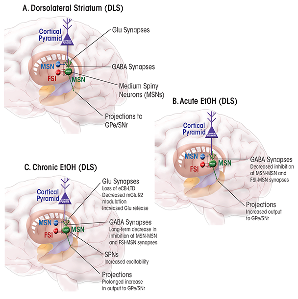 Schematic illustration of neuronal circuits in the dorsolateral striatum (DLS) and of the effects of acute and chronic ethanol exposure on plasticity in this region. 