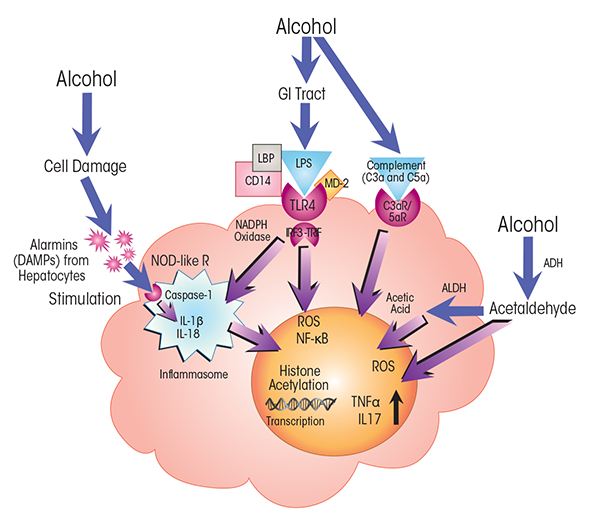 Alcohol’s effects on pro-inflammatory pathways in liver macrophages (i.e., Kupffer cells)