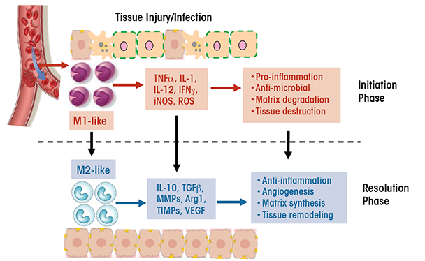 Schematic representation of macrophage plasticity and its involvement in tissue injury.