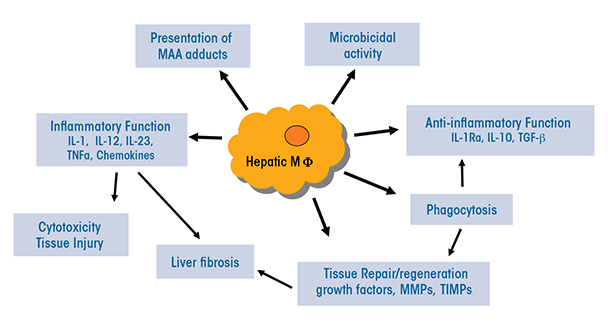 Macrophage functions in alcoholic liver disease