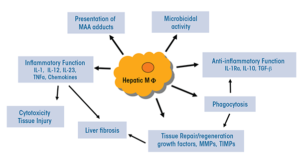 Macrophages And Alcohol Related Liver Inflammation Alcohol Research Current Reviews