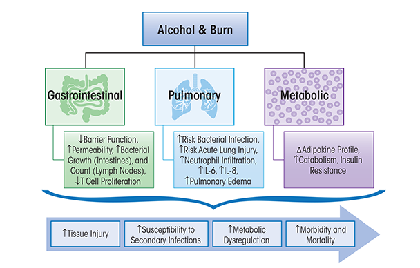 Salient gastrointestinal, pulmonary, and metabolic pathophysiological consequences of alcohol abuse prior to, or at the time of, burn injury.