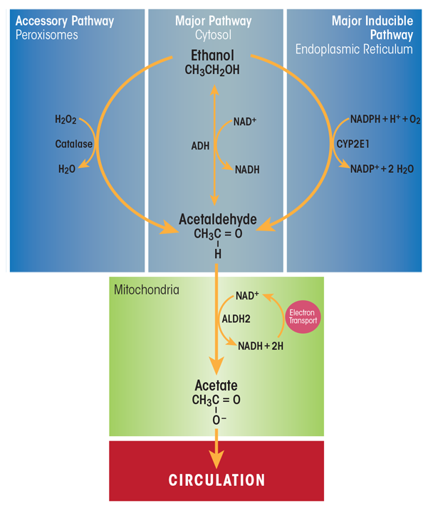 Graphic showing Major and minor ethanol-oxidizing pathways in the liver. Ethanol (i.e., ethyl alcohol) is oxidized principally in hepatocytes of the liver. (Middle panel) Alcohol dehydrogenase (ADH), a major enzyme in the cytosol, and aldehyde dehydrogenase 2 (ALDH2), which is located in the mitochondria, catalyze sequential oxidations that convert ethanol to acetate, producing two mole equivalents of reduced nicotinamide adenine dinucleotide (NADH). (Right panel) Cytochrome P450 2E1 (CYP2E1) 