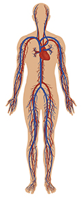 Illustration of Cardiovascular system.
