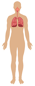 Illustration of Pulmonary system.