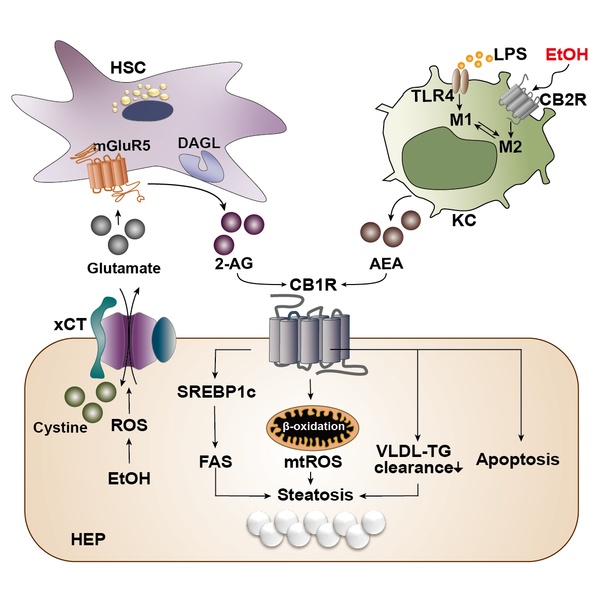 Cannabinoid signaling in the pathogenesis of alcohol-associated liver disease