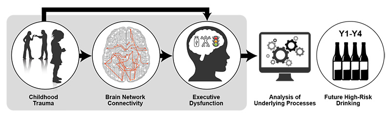 Figure 2 is a model depicting how childhood trauma may lead to subsequent high-risk drinking. The first circle is labeled ‘Childhood Trauma’ and it shows a child in the forefront with two adults arguing in the background. The second circle is an image of a brain with a red line haphazardly running through it, labeled ‘Brain Network Connectivity’. The third circle, labeled ‘Executive Dysfunction’ is a human head, with a focus on the brain, where there are conflicting thoughts happening. The first three circl