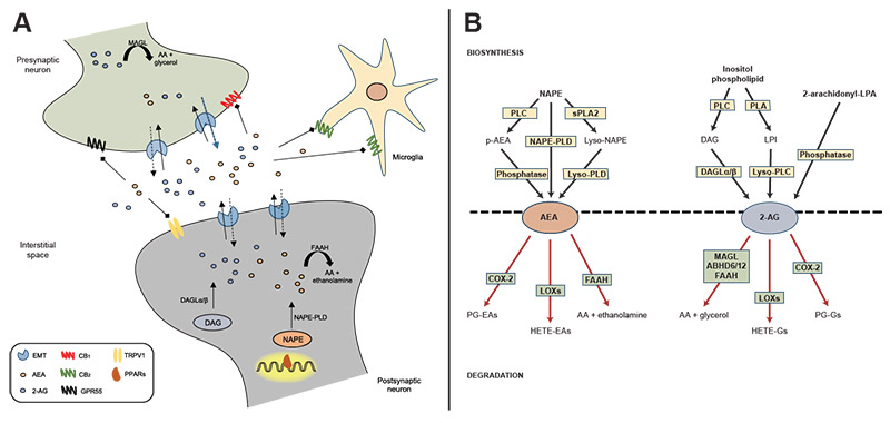 Figure 1A is a medical illustration conveying the main parts of the endocannabinoid system and established routes AEA and 2-AG metabolism take between the different parts - Figure 1B is a flow chart that shows the connection between synthesis and degradation for AEA and 2-AG metabolism.