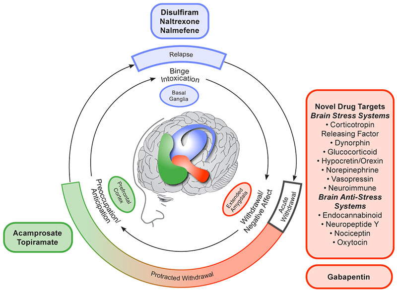 Conceptual framework for the effects of various medications on the three major stages of the alcohol addiction cycle and the clinical stages of alcohol use disorder.