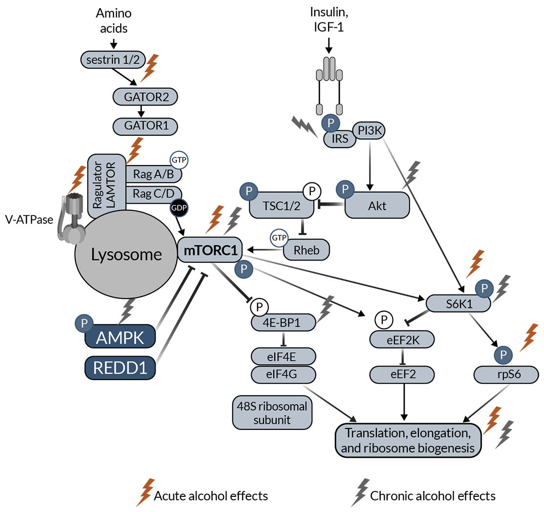 Figure 1 is a schematic representation of mTOR anabolic signaling, highlighting proteins that have been shown to be affected by acute and chronic alcohol intake in skeletal muscle.