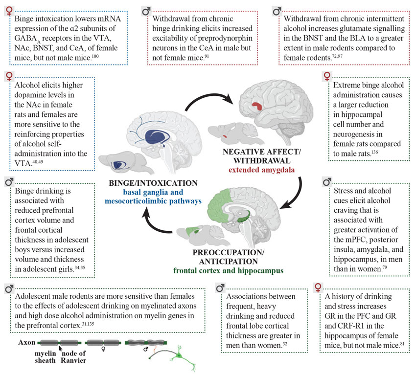 Sex differences in the effects of alcohol on the interacting brain systems associated with the three stages of addiction