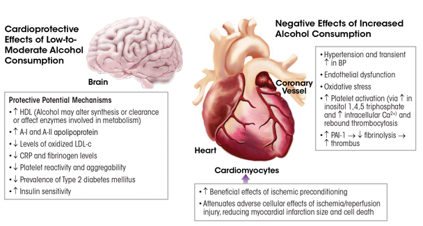 Graphic showing Mechanisms related to the positive and adverse effects of alcohol on cardiovascular conditions, such as coronary heart disease and stroke as well as cardiomyopathy. Different mechanisms may be in effect depending on the dose, duration, and pattern of alcohol consumption.