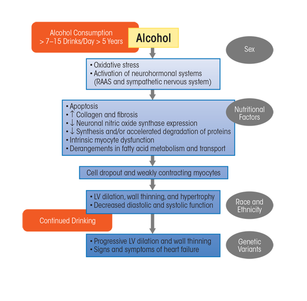 Graphic showing Pathophysiologic schema for the development of alcoholic cardiomyopathy (ACM). As noted in the text, the exact amount and duration of alcohol consumption that results in ACM in human beings varies. The exact sequence of the development of ACM remains incompletely understood. Data from animal models and human beings with a history of long-term drinking suggest that oxidative stress may be an early and initiating mechanism. Many cellular events, such as intrinsic myocyte dysfunction, characterized by changes in calcium homeostasis and regulation and decreased myofilament sensitivity, can come about due to oxidative stress. Variables in gray ovals represent potential mediating factors.