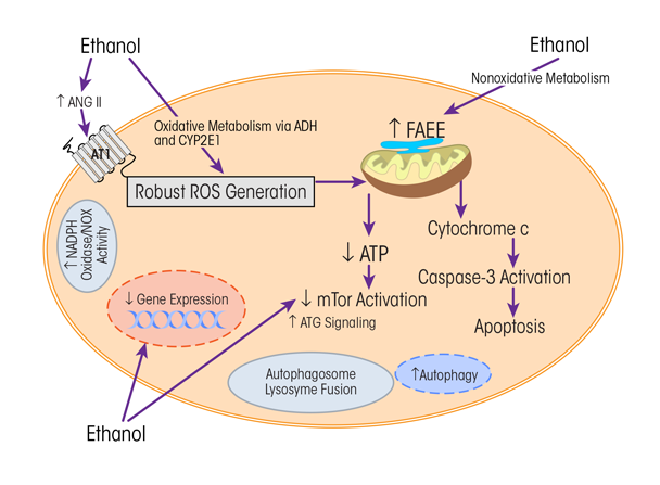 Graphic showing Summary of potential cellular changes related to ethanol. Ethanol-induced changes may be related to oxidative or nonoxidative pathways of ethanol metabolism. More than one mechanism may be activated and may lead to the multitude of ethanol-induced changes in cellular proteins and cell function. As reviewed in the text, data from pharmacologic and transgenic approaches revealed an important role for oxidative stress and the hormone angiotensin II.
