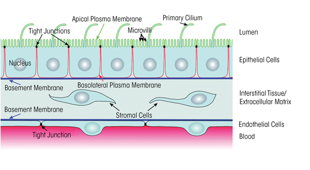 Graphic showing Hypothetical scheme of alcohol’s effects on the alveolar epithelium. Alcohol induces aberrant transforming growth factor beta1 (TGFβ1) expression in the alveolar epithelium and thereby dampens signaling through the granulocyte/macrophage colony-stimulating factor (GM-CSF)–PU.1 and Nrf2–antioxidant responsive element (ARE) signaling pathways. As a consequence, the expression and function of transporters that regulate zinc import and export across the epithelium are disrupted, further inhibiting these zinc-dependent pathways and exacerbating TGFβ1 expression. This results in an increase in redox stress, reduced surfactant levels, and damage to the tight junctions between cells, with severe ramifications for epithelial (and macrophage) function.