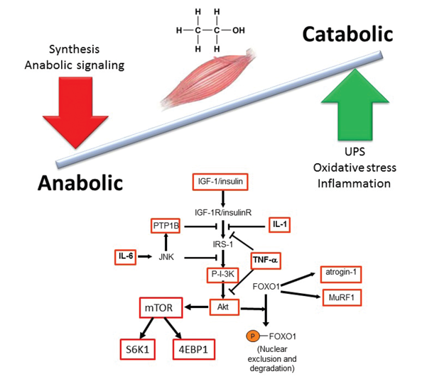 Graphic showing Principal effects of chronic alcohol abuse on anabolic and catabolic mechanisms that maintain skeletal muscle mass. Protein synthesis and breakdown are regulated by multiple factors, including anabolic hormones, nutrients, and myokines. Alcohol, depicted here by its chemical formulation, influences multiple aspects of both the anabolic and catabolic arms of the pathway. Numerous regulatory components of these pathways are altered by chronic alcohol exposure (see red boxes).