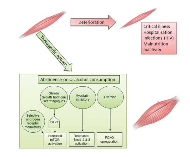 What is Alcoholic Myopathy?