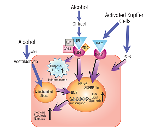 Alcohol’s direct effects on activity and viability of parenchymal liver cells (i.e., hepatocytes) and on immune-cell signaling to hepatocytes.