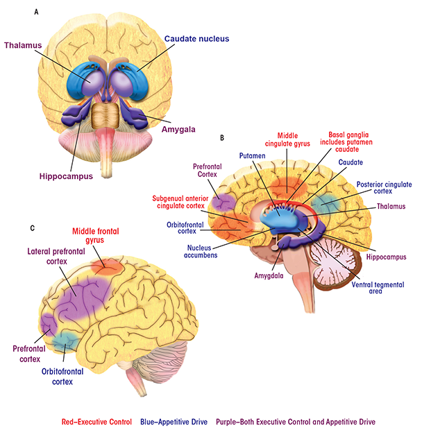 Locations of brain regions involved in executive control and appetitive drive.