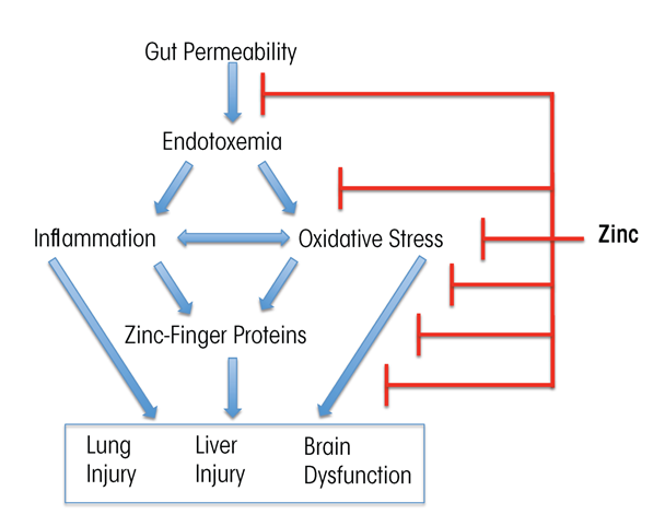 Graphic showing Zinc therapy positively affects multiple mechanisms of alcohol-induced organ injury. Thus, zinc enhances the gut barrier and tight junctions, thereby reducing gut permeability and the risk of transfer of bacterial endotoxin into the blood (i.e., endotoxemia). In addition, zinc decreases proinflammatory cytokine production and oxidative stress and ensures proper functioning of important zinc-dependent regulatory proteins (e.g., zinc-finger proteins). Through these and other mechanisms, zinc supplementation can improve liver injury and may attenuate lung and brain dysfunction.