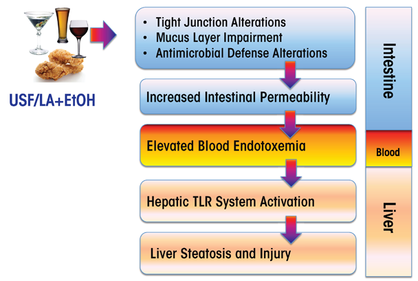 Graphic showing Alcohol (EtOH) consumption combined with dietary intake of unsaturated fatty acids (USFs) (e.g., linoleic acid [LA]) can have numerous deleterious effects on the intestine, blood, and liver. In the intestine, this combination changes the bacterial composition (microbiome) and interferes with various aspects of the body’s defense systems, thereby increasing intestinal permeability. This leads to endotoxemia and liver injury.