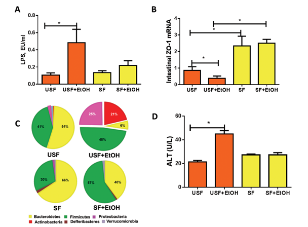 Graphic showing Effects of saturated fat (SF) and unsaturated fat (USF) diets on endotoxemia, intestinal tight junctions, gut microbiome, and liver injury in response to chronic alcohol (EtOH) feeding. (A) Plasma endotoxin levels assessed by plasma lipopolysaccharide (LPS) measurement. Alcohol feeding significantly increases LPS levels in the plasma when combined with a USF diet. (B) Levels of the mRNA for the tight-junction protein zonula occuldens-1 (ZO-1) in the intestine. Animals receiving a USF diet showed greater disruption of tight junctions (i.e., lower ZO-1 levels) than animals receiving a SF diet; this effect was exacerbated with alcohol feeding. (C) Comparative analysis of the relative abundance of different phyla of gut bacteria in mice fed ethanol and different types of dietary lipids. The phyla abundance is indicated by the color bars. (D) Liver injury was evaluated by plasma alanine aminotransferase (ALT) activity. In animals receiving a USF diet, but not in those receiving a SF diet, alcohol feeding caused significant liver injury.