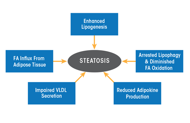 Graphic showing Hepatic and extrahepatic mechanisms that contribute to the development of alcoholic fatty liver (i.e., steatosis).