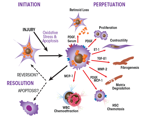 Graphic showing Pathways of hepatic stellate cell (HSC) activation. Following hepatic injury, HSCs undergo a complex activation process involving numerous signaling molecules that is characterized by loss of retinoids, increased proliferation, contractility, and chemotaxis. These activated cells are the principal cell source of increased and irregular deposition of extracellular matrix components, which characterize fibrosis. Activated HSCs also contribute to the inflammatory response by coordinating the recruitment and stimulation of white blood cells (WBCs) by releasing chemokines and proinflammatory cytokines, as well as expressing adhesion molecules.