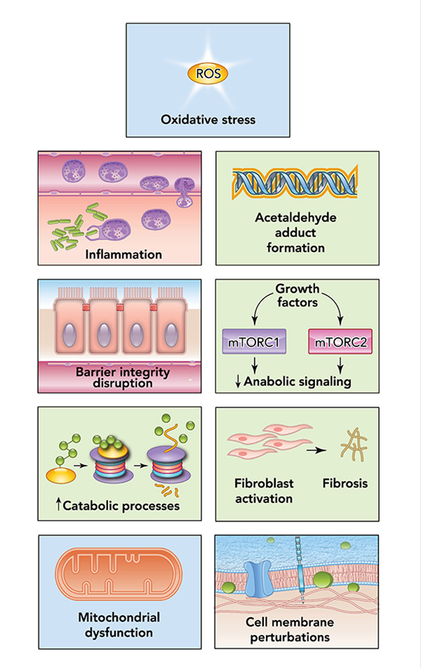 Illustration of Mechanisms of alcohol-induced tissue injury. Explanation in caption.