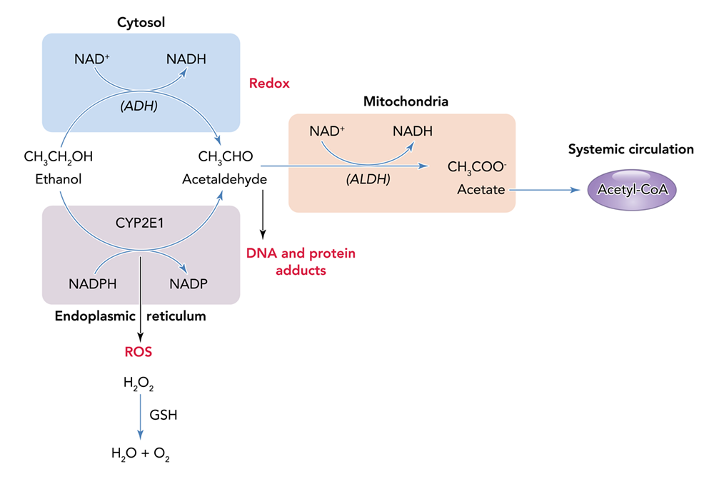 Tissue alcohol metabolism contributes to tissue and organ injury through altered redox potential, generation of ROS, and generation of metabolites, such as acetaldehyde, that form DNA and protein adducts. Alcohol (ethanol) is metabolized to acetaldehyde primarily by ADH in the cytosol and CYP2E1 in the endoplasmic reticulum. Acetaldehyde is converted to acetate in the mitochondria by the enzyme ALDH. Acetaldehyde can form adducts with DNA and proteins that can produce injury through activation of immune responses. During the oxidative process, both ADH and ALDH reactions reduce NAD+ to NADH, shifting the cellular redox ratio. In addition, the cytochrome P450 enzymes, particularly CYP2E1, contribute to the oxidation of alcohol to acetaldehyde, particularly at increasing alcohol concentrations, as well as following their induction by chronic alcohol misuse. The pathway of alcohol oxidation results in the production of large amounts of ROS, including H2O2, and is thought to be an important mechanism contributing to alcoholic liver injury. ROS are eliminated by antioxidants like GSH under normal conditions. Alcohol depletes cellular GSH stores, thereby exacerbating ROS-mediated injury. ROS can interact with lipids, producing lipid peroxidation, which leads to formation of reactive molecules such as MDA and HNE, which can then form protein adducts. Note: Acetyl-CoA, acetyl coenzyme A; ADH, alcohol dehydrogenase; ALDH, acetaldehyde dehydrogenase type 2; CYP2E1, cytochrome P450 2E1; GSH, glutathione; H2O, water; H2O2, hydrogen peroxide; HNE, 4-hydroxy-2-nonenal; MDA, malondialdehyde; NAD+, nicotinamide adenine dinucleotide (oxidized); NADH, nicotinamide adenine dinucleotide (reduced); NADP, nicotinamide adenine dinucleotide phosphate (oxidized); NADPH, nicotinamide adenine dinucleotide phosphate (reduced); O2, oxygen; ROS, reactive oxygen species.