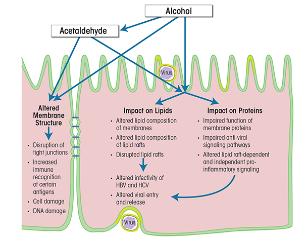 Alcohol’s effects on virus-infected hepatocytes.