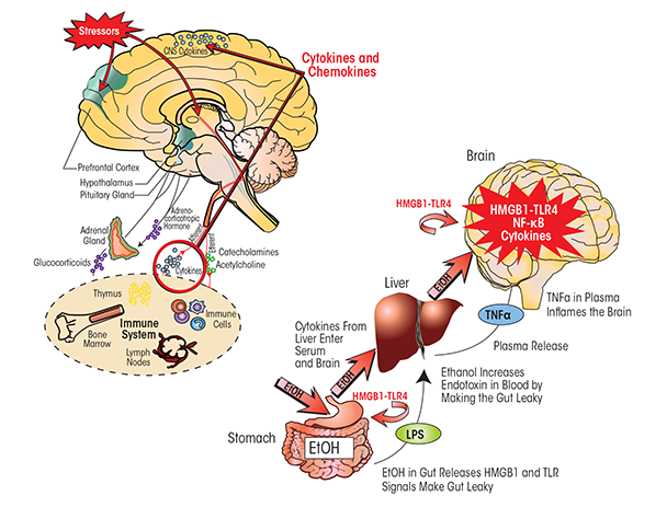 Neuroimmune signaling integrates central nervous system (CNS) responses to alcohol and stress