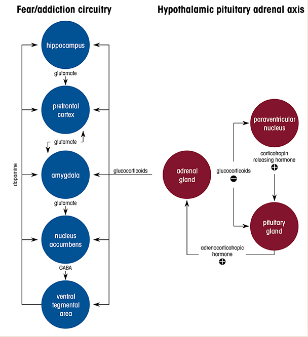 Interactions between the fear/addiction neural circuitry and the hypothalamic pituitary adrenal (HPA) axis. The fear/addiction circuitry includes the hippocampus, prefrontal cortex, amygdala, nucleus accumbens, and ventral tegmental area. The prefrontal cortex mutually connects with the amygdala, and the amygdala projects to the nucleus accumbens via its glutamatergic innervations. All these areas receive projections from dopamine neurons in the ventral tegmental area. The major components of the HPA axis include the paraventricular nucleus of the hypothalamus and the pituitary and adrenal glands. Corticotropin releasing hormone from the paraventricular nucleus stimulates adrenocorticotropic hormone (ACTH) release from the anterior pituitary into the bloodstream, then ACTH induces glucocorticoid release from the adrenal gland. Glucocorticoids mediate negative feedback in the HPA axis to reduce the stress response. Glucocorticoids also affect the fear/addiction circuitry via the glucocorticoid receptors, which triggers molecular, cellular, and physiological changes, including epigenetic alterations. Note: GABA, gamma-aminobutyric acid.