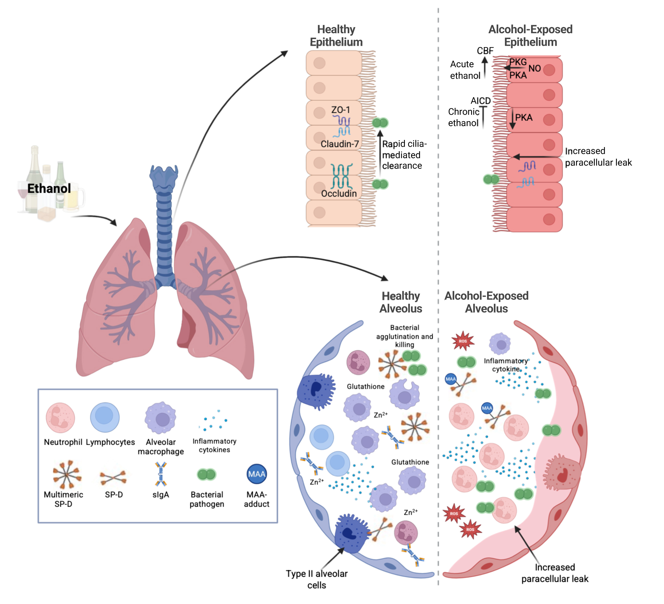 Figure 1 is a diagram of the lung comparing the difference between a healthy epithelium and alveolus versus an epithelium and alveolus exposed to ethanol.