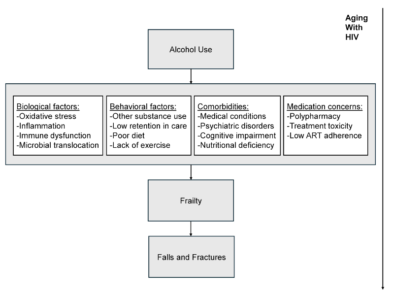 Figure 1 is a flow diagram showing how considerations, such as biological or behavioral factors, may help in understanding the role of alcohol in leading to adverse outcomes among older adults with HIV.