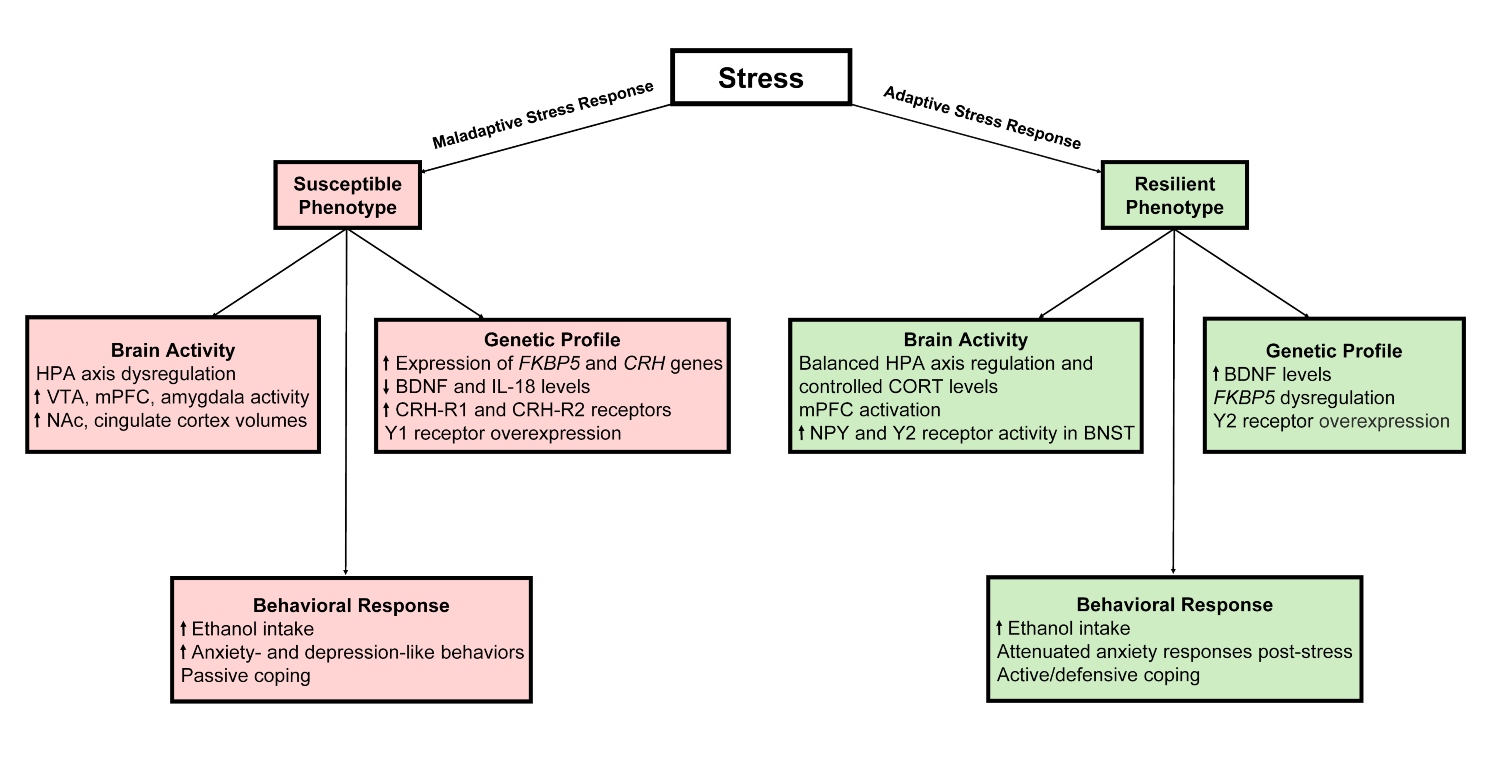 Figure 1 is a flow diagram listing the genetic, neural, and behavioral changes associated with both maladaptive and adaptive stress responses.