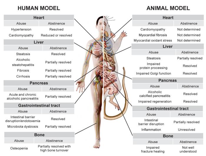 Schematic diagram of the effects of chronic alcohol use and abstinence in humans and rodents on various organs and systems, including the heart, liver, gastrointestinal tract, pancreas, and bone.