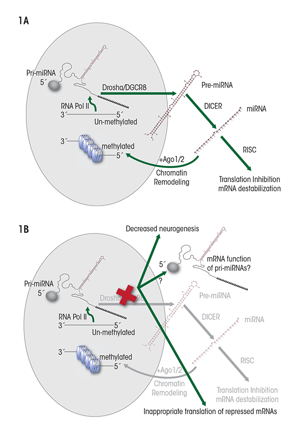 The initial primary miRNA transcripts (pri-miRNAs) are processed to shorter, hairpin-shaped premature miRNAs (pre-miRNAs) by a protein complex called the DiGeorge syndrome critical region-8 (Drosha/DGCR8) complex.