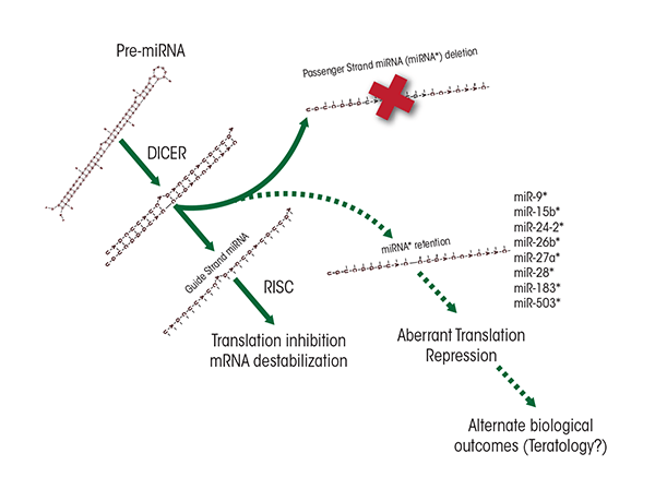 Model for the activity of the two strands of the processed pre-miRNA molecules (i.e., the guide strand [miRNA] and passenger strand [miRNA*]). Dicer processing of pre-miRNAs typically results in the formation of a guide stand miRNA that binds to the RNA-induced silencing complex (RISC).