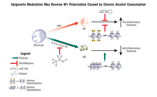 Chronic alcohol consumption skews macrophage polarization toward an M1 (i.e., pro-inflammatory) phenotype, leading to excessive or prolonged inflammation. Two approaches using epigenetic modulators—microRNA 155 (miR-155) and histone deacetylase inhibitors—can potentionally reverse protein translation or gene transcription of M1 pro-inflammatory cytokines.