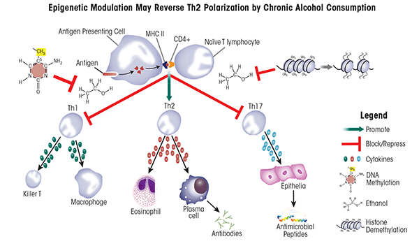 Alcohol-induced T helper cell polarization towards a Th2 phenotype suppresses immune responses. Alcohol decreases IL-12 production by antigen presenting cells, resulting in fewer naïve T-cell differentiating into Th1 cells, and blocks the release of IL-23 from macrophages, thereby preventing Th17 differentiation. Methylation of DNA or histones (H3K27) may reverse Th2 polarization.