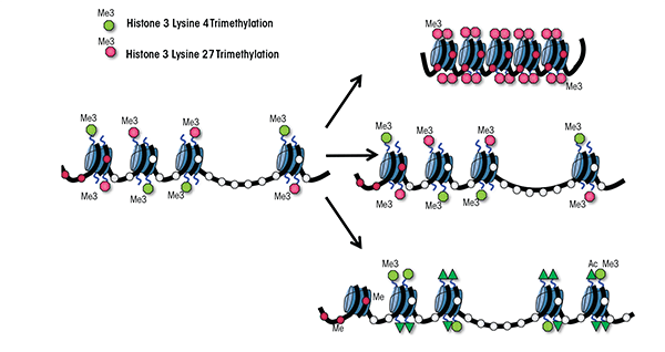 Bivalent state of the DNA in mammalian cells and its resolution during differentiation.
