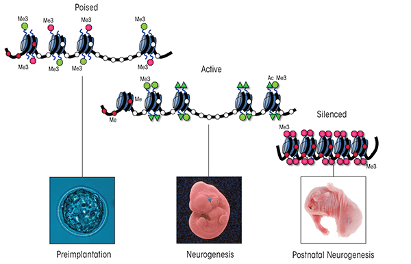 During development of the nervous system, many genes controlling neural patterning are held in a poised or bivalent conformation during early embryogenesis, resolve towards the active conformation during neural patterning, and are silenced during postnatal life.