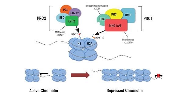 Transcriptional regulation by the Polycomb and Trithorax complexes. Polycomb repressive complex 1 (PRC1) consists of four core proteins including: polyhomeotic homolog (PHC), ring finger protein 1A or 1B (RING1A or RING1B), B-lymphoma Mo-MLV insertion region 1 homolog (BMI1), and chromobox homolog (CBX).